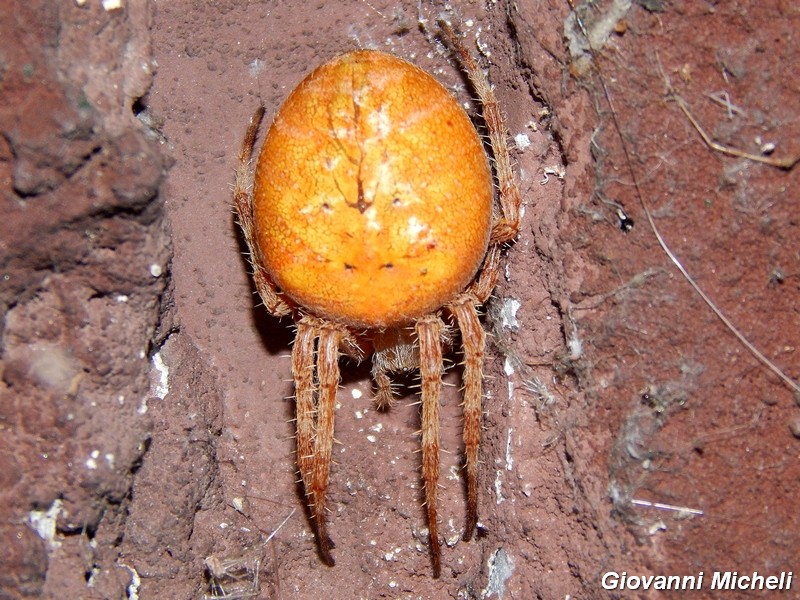 Araneus diadematus - Arluno (MI)